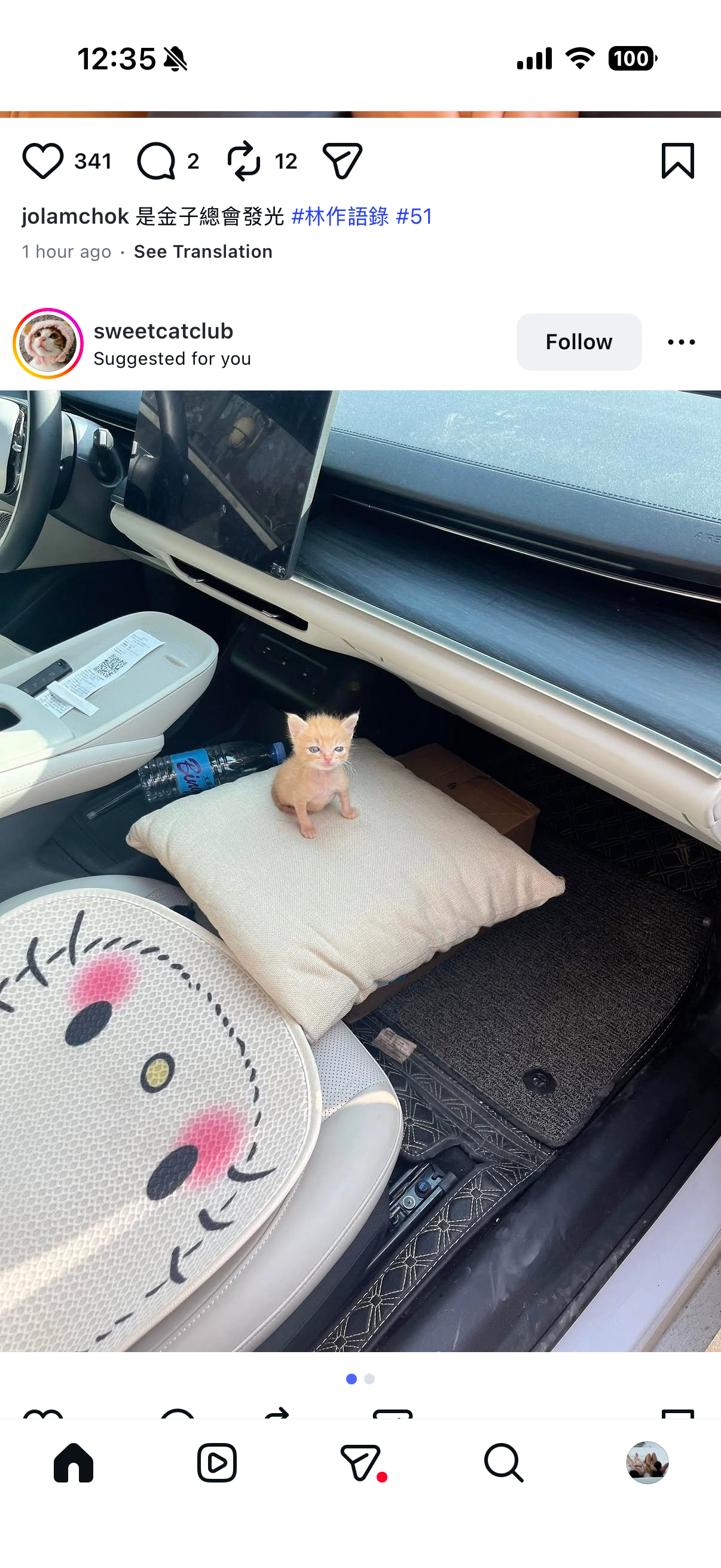 car cat