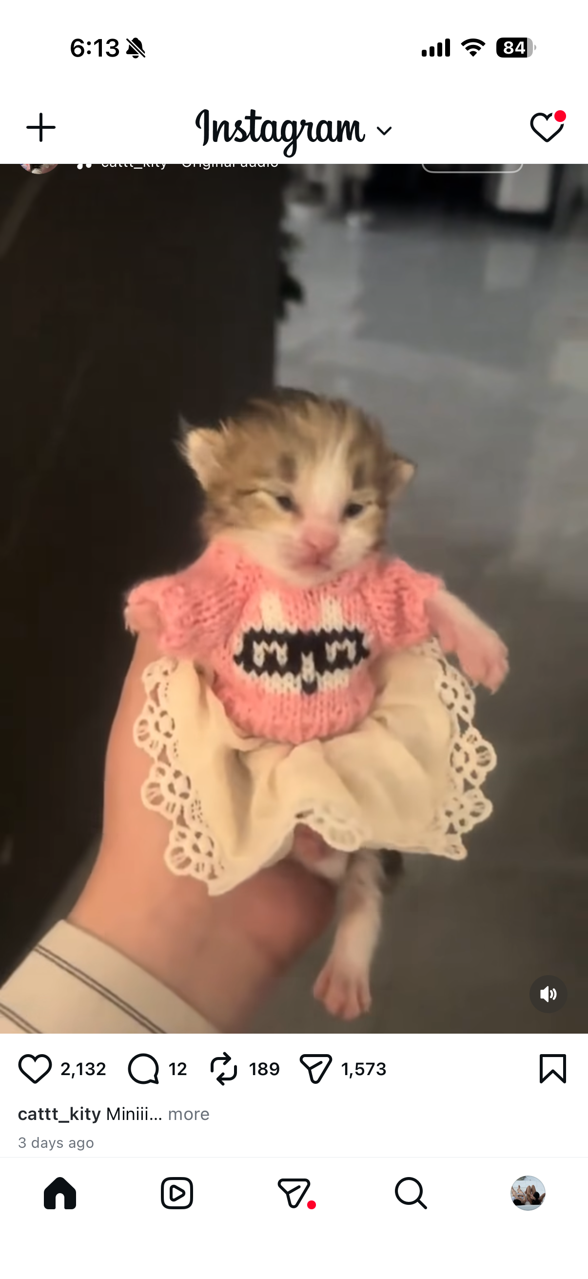 pink sweater cat